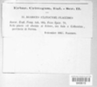 Paralepista flaccida image